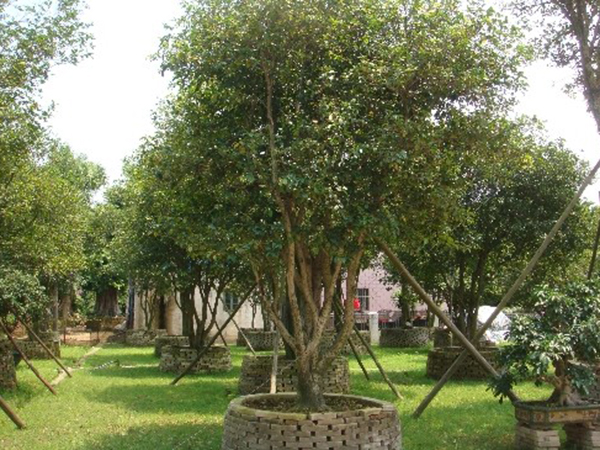 花苗木采購——校園建設