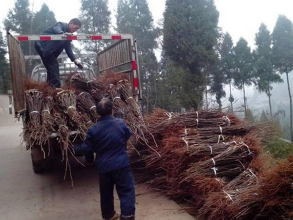 肥鄉區辛安鎮特色種植用苗