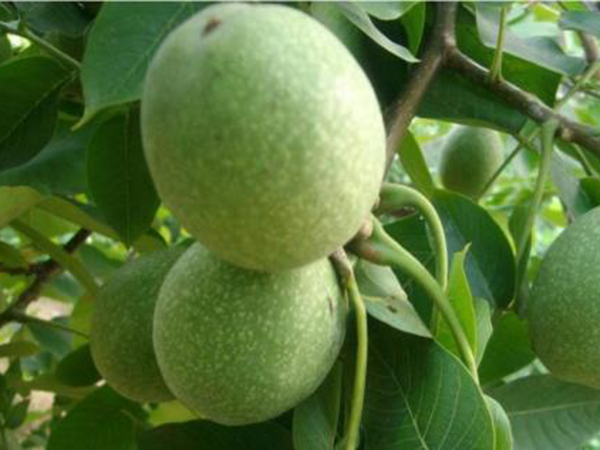 邯鄲縣東小屯趙先生