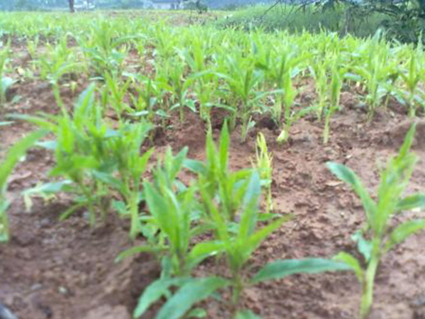 成安樹苗種植戶