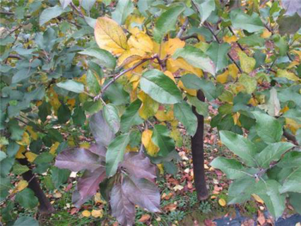 果樹苗發(fā)生藥害