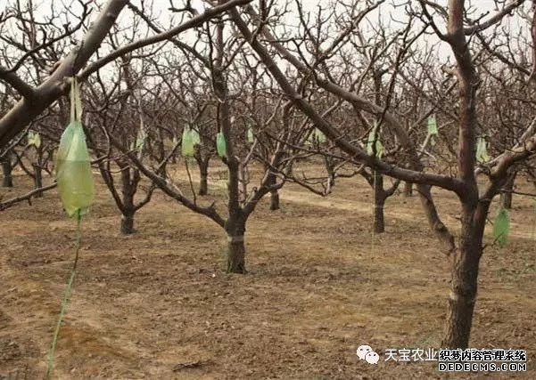 果樹掛袋打點滴