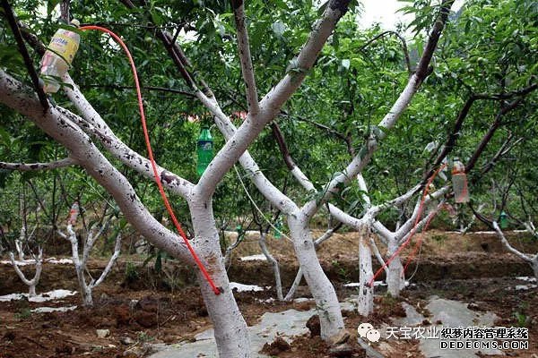 果樹掛袋打點滴