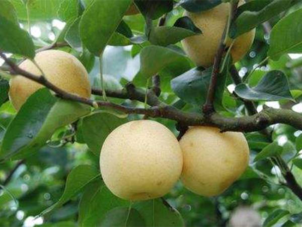 黃金梨