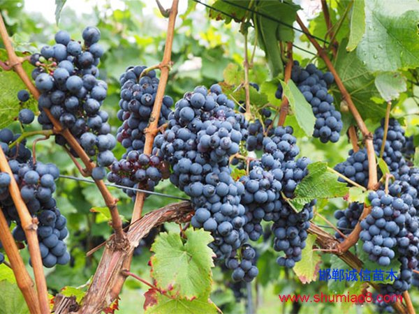 葡萄樹