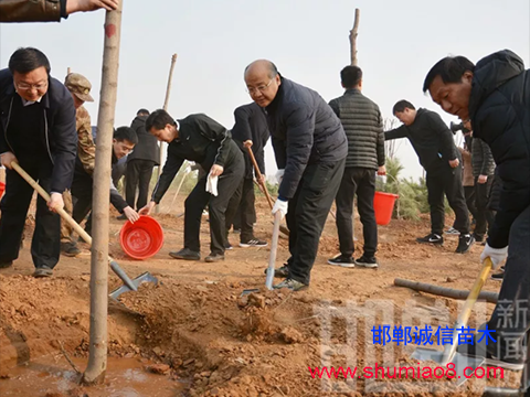邯鄲市領導班子義務植樹