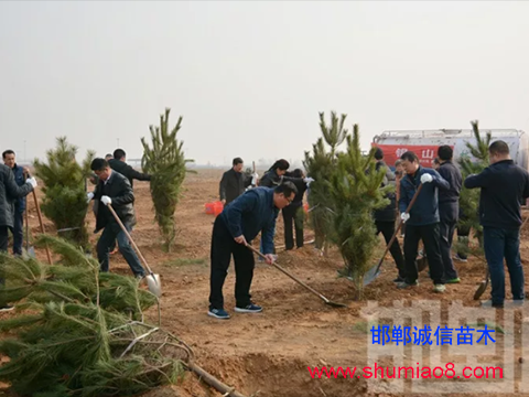 邯鄲市領導班子義務植樹