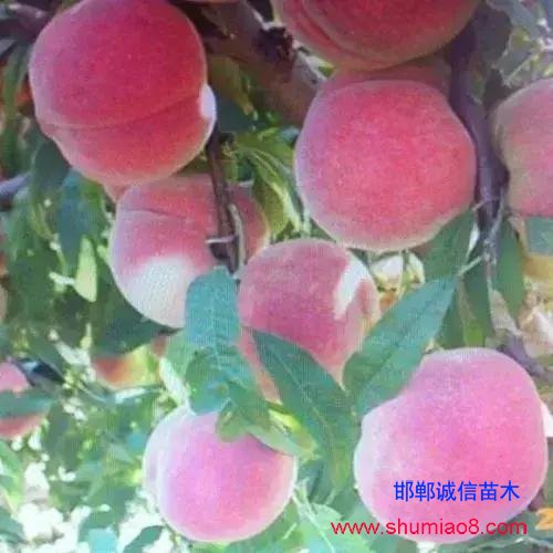 什么樣的桃苗是優(yōu)質(zhì)桃苗?桃子種類日漸多樣化,咱們種哪個?