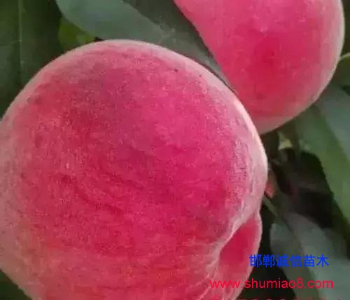 什么樣的桃苗是優(yōu)質(zhì)桃苗?桃子種類日漸多樣化,咱們種哪個?