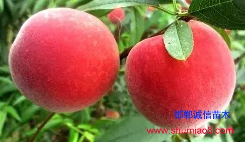 什么樣的桃苗是優(yōu)質(zhì)桃苗?桃子種類日漸多樣化,咱們種哪個?