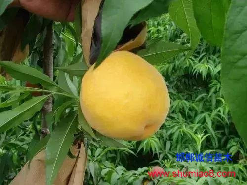 什么樣的桃苗是優(yōu)質(zhì)桃苗?桃子種類日漸多樣化,咱們種哪個?