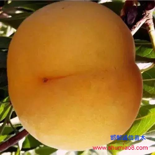 什么樣的桃苗是優(yōu)質(zhì)桃苗?桃子種類日漸多樣化,咱們種哪個?