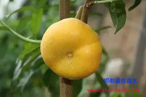 什么樣的桃苗是優(yōu)質(zhì)桃苗?桃子種類日漸多樣化,咱們種哪個?