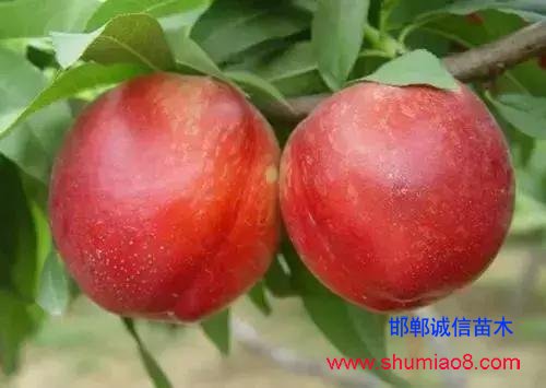 什么樣的桃苗是優(yōu)質(zhì)桃苗?桃子種類日漸多樣化,咱們種哪個?