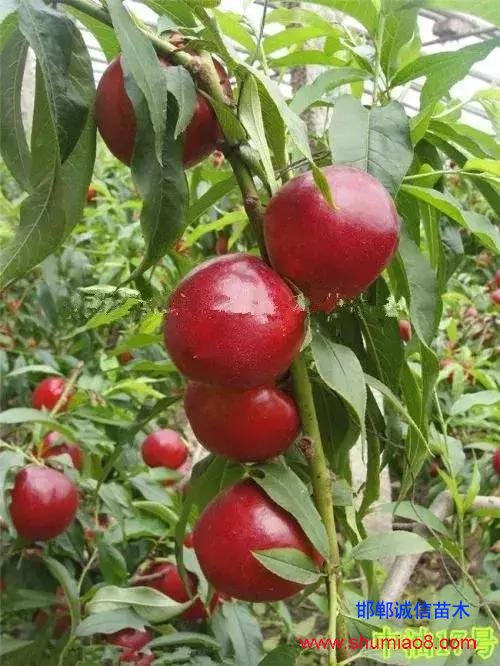 什么樣的桃苗是優(yōu)質(zhì)桃苗?桃子種類日漸多樣化,咱們種哪個?