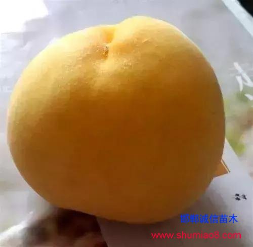 什么樣的桃苗是優(yōu)質(zhì)桃苗?桃子種類日漸多樣化,咱們種哪個?