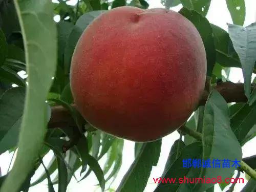 什么樣的桃苗是優(yōu)質(zhì)桃苗?桃子種類日漸多樣化,咱們種哪個?