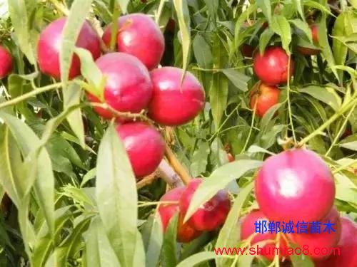 什么樣的桃苗是優(yōu)質(zhì)桃苗?桃子種類日漸多樣化,咱們種哪個?