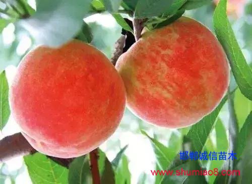 什么樣的桃苗是優(yōu)質(zhì)桃苗?桃子種類日漸多樣化,咱們種哪個?