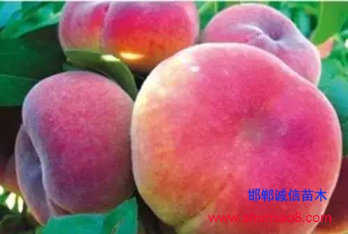 什么樣的桃苗是優(yōu)質(zhì)桃苗?桃子種類日漸多樣化,咱們種哪個?