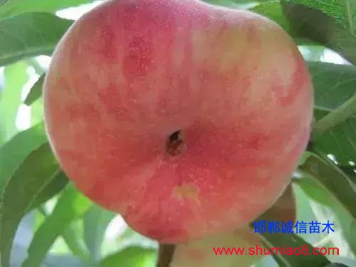 什么樣的桃苗是優(yōu)質(zhì)桃苗?桃子種類日漸多樣化,咱們種哪個?