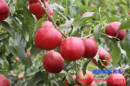 什么樣的桃苗是優(yōu)質(zhì)桃苗?桃子種類日漸多樣化,咱們種哪個?