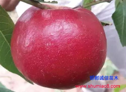 什么樣的桃苗是優(yōu)質(zhì)桃苗?桃子種類日漸多樣化,咱們種哪個?