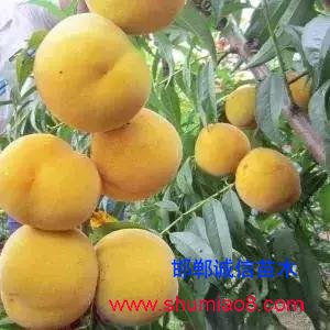 什么樣的桃苗是優(yōu)質(zhì)桃苗?桃子種類日漸多樣化,咱們種哪個?