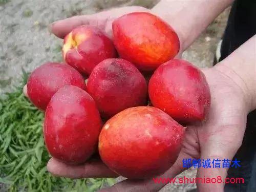 什么樣的桃苗是優(yōu)質(zhì)桃苗?桃子種類日漸多樣化,咱們種哪個?