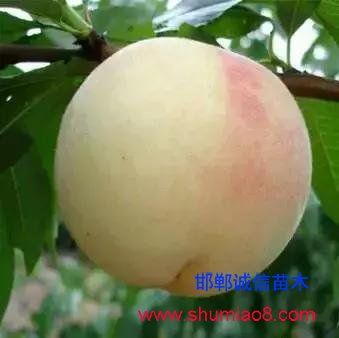 什么樣的桃苗是優(yōu)質(zhì)桃苗?桃子種類日漸多樣化,咱們種哪個?