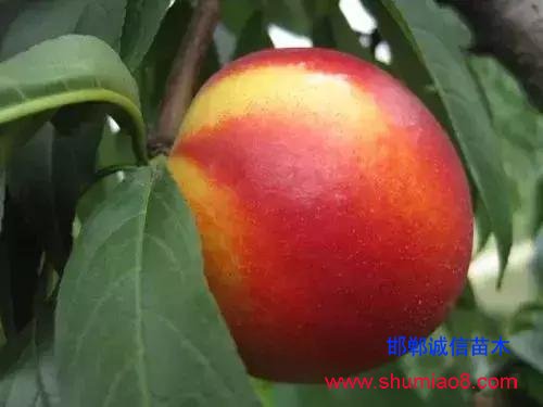 什么樣的桃苗是優(yōu)質(zhì)桃苗?桃子種類日漸多樣化,咱們種哪個?