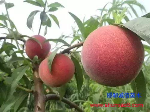 什么樣的桃苗是優(yōu)質(zhì)桃苗?桃子種類日漸多樣化,咱們種哪個?