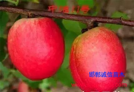 什么樣的桃苗是優(yōu)質(zhì)桃苗?桃子種類日漸多樣化,咱們種哪個?