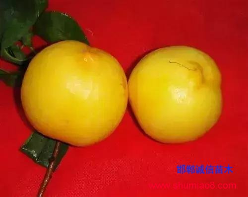 什么樣的桃苗是優(yōu)質(zhì)桃苗?桃子種類日漸多樣化,咱們種哪個?