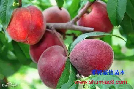 什么樣的桃苗是優(yōu)質(zhì)桃苗?桃子種類日漸多樣化,咱們種哪個?