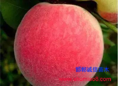 什么樣的桃苗是優(yōu)質(zhì)桃苗?桃子種類日漸多樣化,咱們種哪個?