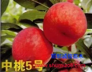 什么樣的桃苗是優(yōu)質(zhì)桃苗?桃子種類日漸多樣化,咱們種哪個?