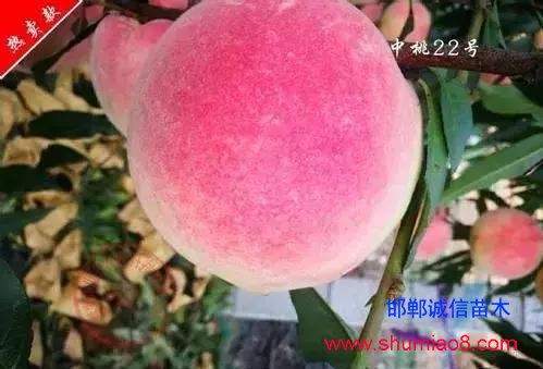 什么樣的桃苗是優(yōu)質(zhì)桃苗?桃子種類日漸多樣化,咱們種哪個?