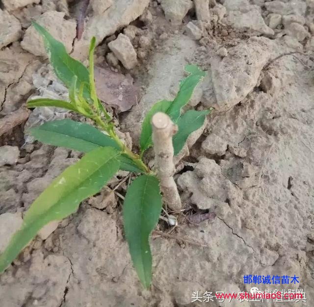 桃樹不同時刻起苗對成活的影響，你知道嗎？