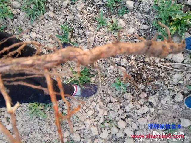 桃樹不同時刻起苗對成活的影響，你知道嗎？