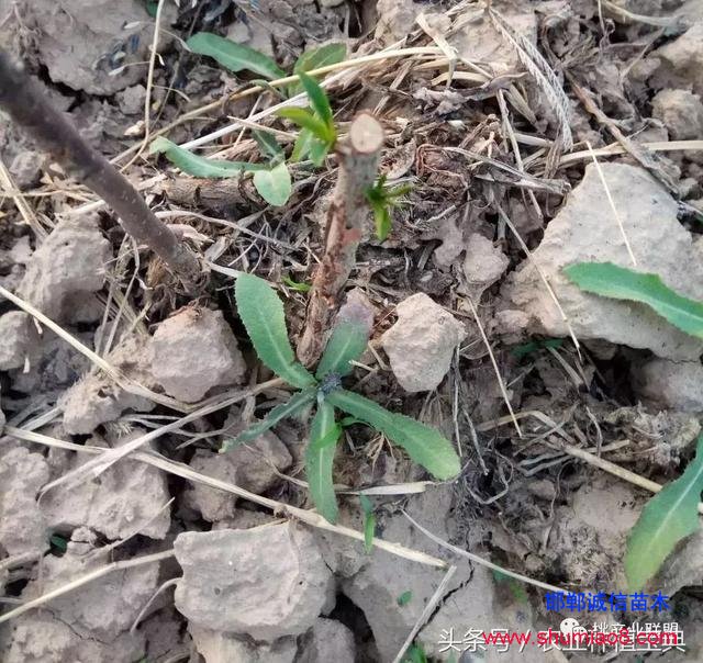 桃樹不同時刻起苗對成活的影響，你知道嗎？