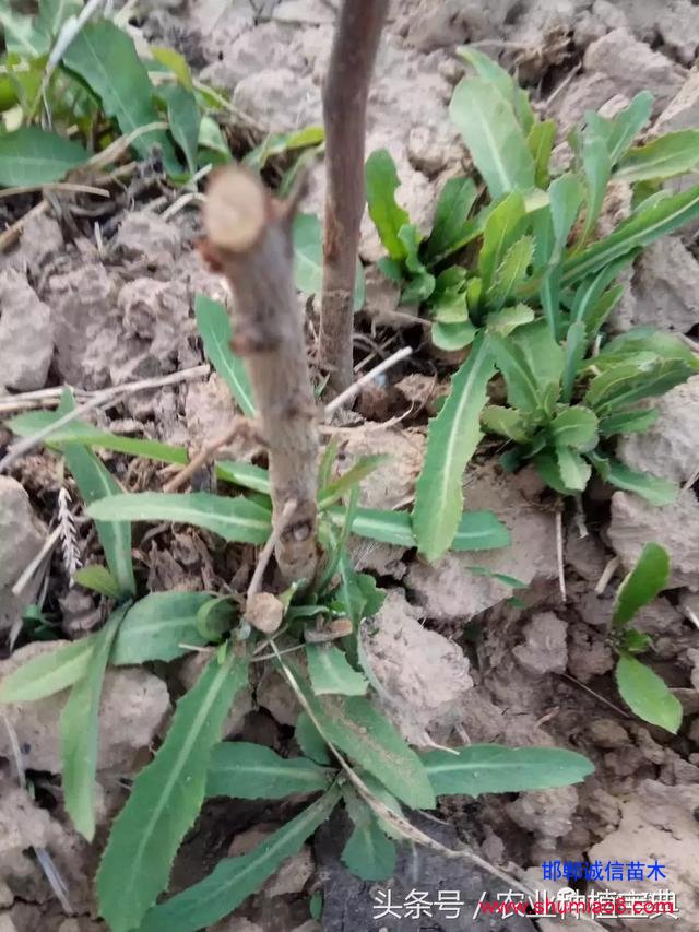 桃樹不同時刻起苗對成活的影響，你知道嗎？