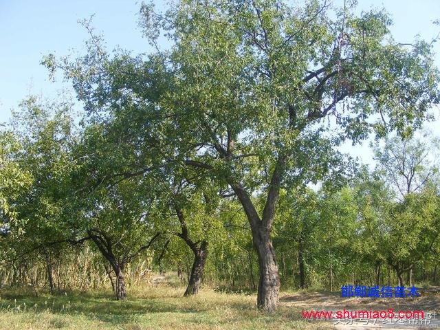 買棗樹苗需要注
意這些問題!