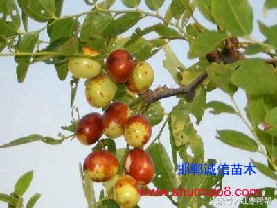 買棗樹苗需要注
意這些問題!