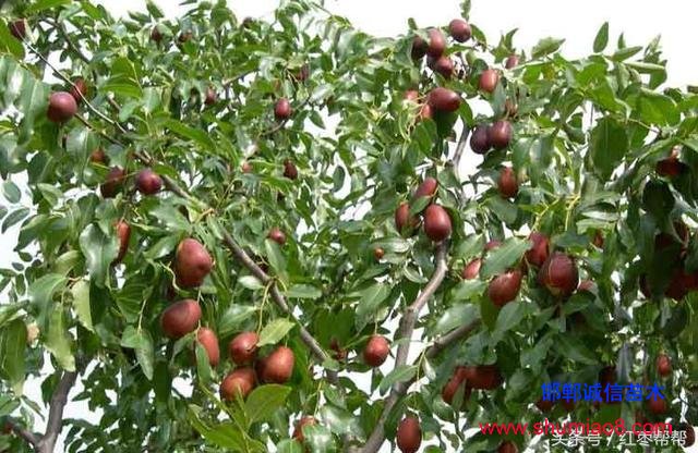 買棗樹苗需要注

意這些問題！