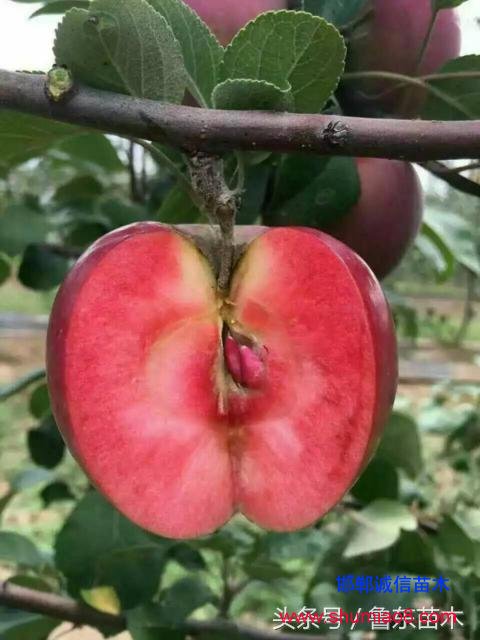 怎么區(qū)分紅肉蘋果苗真?zhèn)危啃【幗棠憬^技!