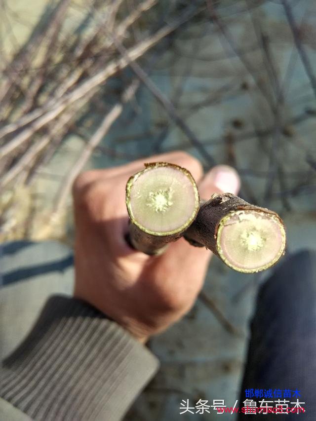 怎么區(qū)分紅肉蘋果苗真?zhèn)危啃【幗棠憬^技!