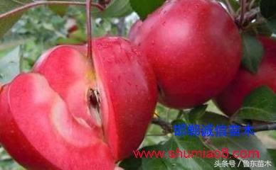 怎么區(qū)分紅肉蘋果苗真?zhèn)危啃【幗棠憬^技!