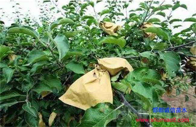 蘋果套袋時間和方法