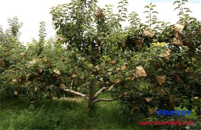 蘋果套袋時間和方法